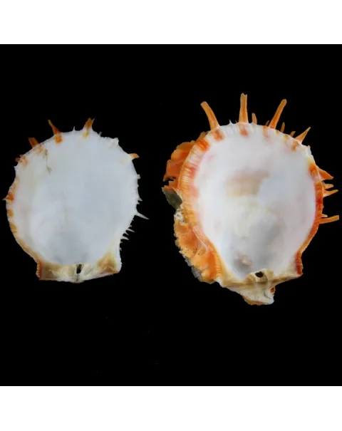 Spondylus Butleri