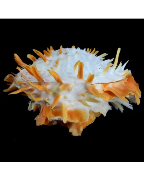 Spondylus Butleri