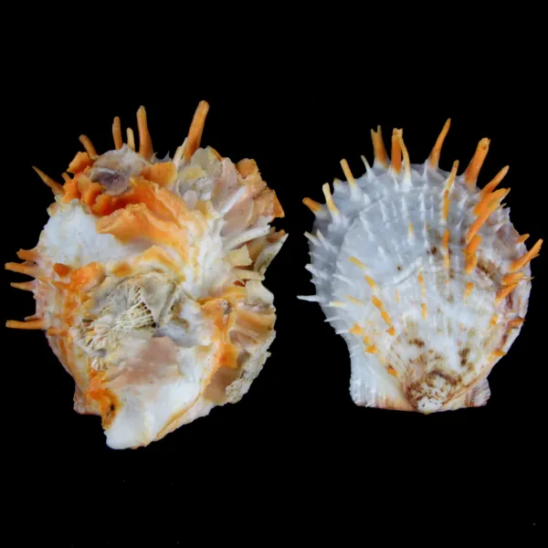 Spondylus Butleri