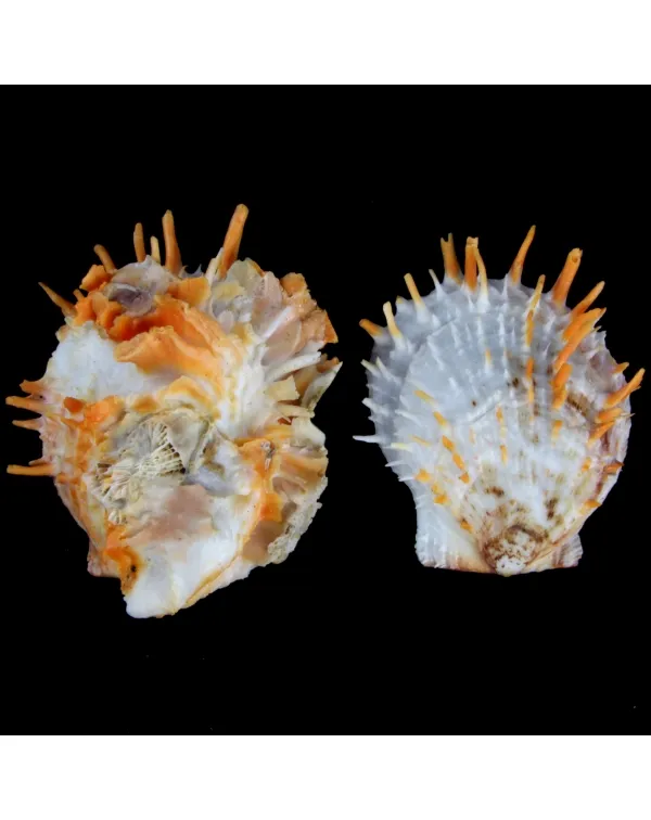 Spondylus Butleri