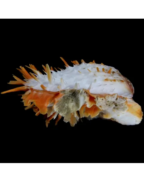 Spondylus Butleri