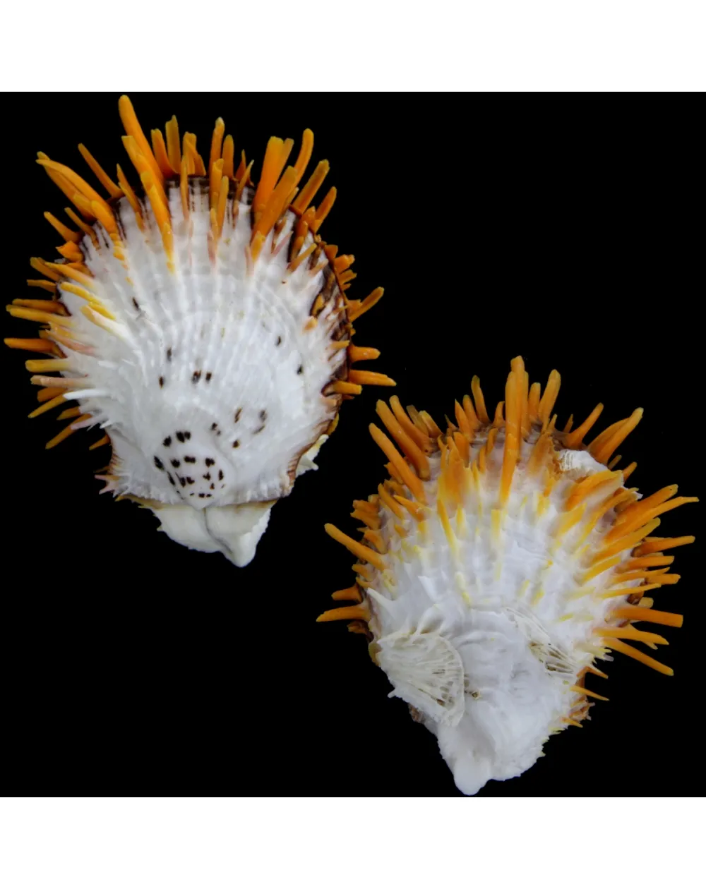 Spondylus Butleri