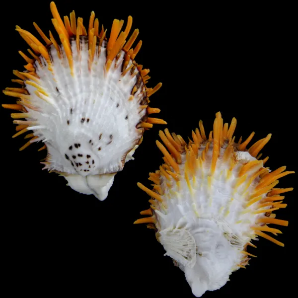 Spondylus Butleri