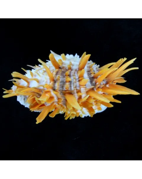 Spondylus Butleri