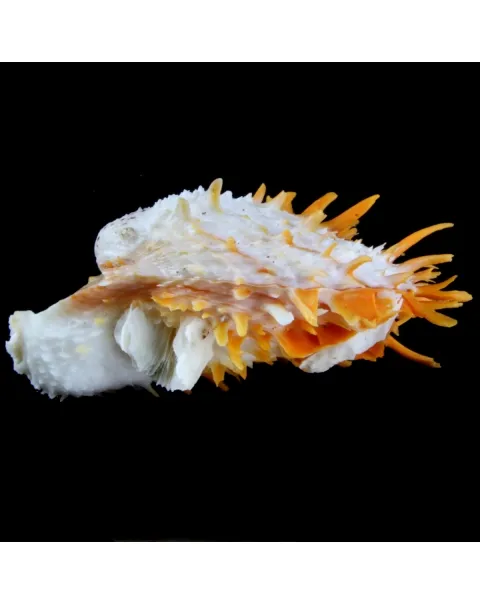 Spondylus Butleri