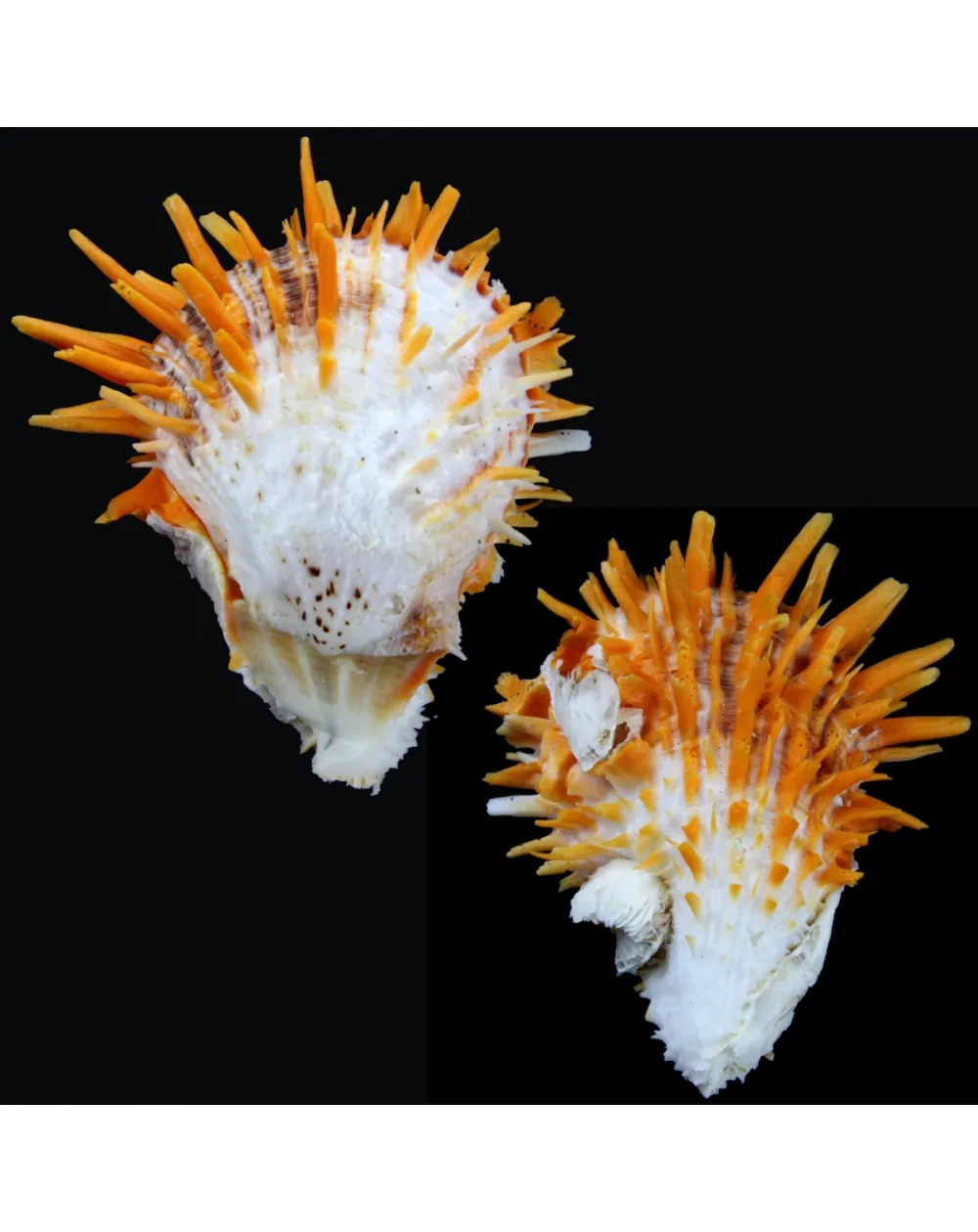 Spondylus Butleri