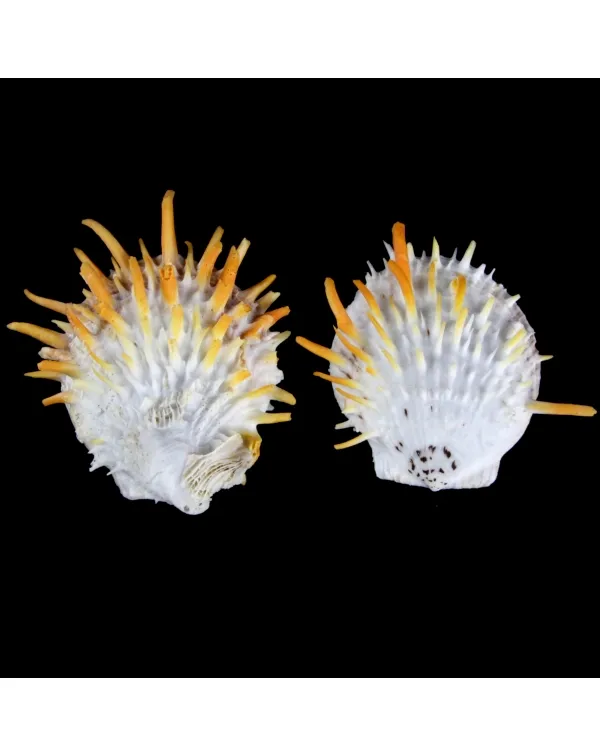 Spondylus Butleri