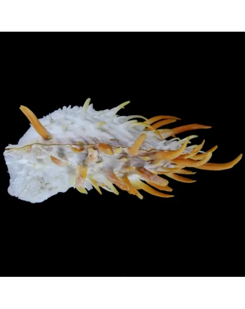 Spondylus Butleri