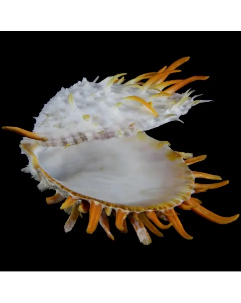 Spondylus Butleri