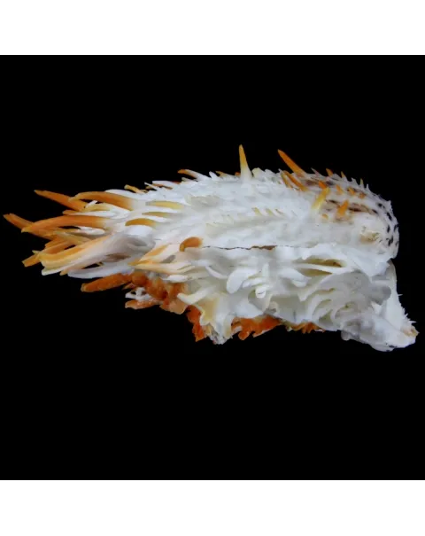 Spondylus Butleri