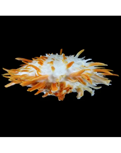 Spondylus Butleri
