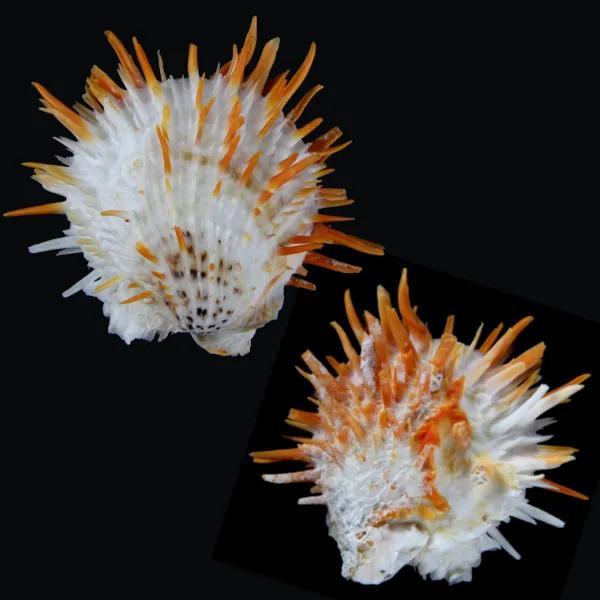 Spondylus Butleri