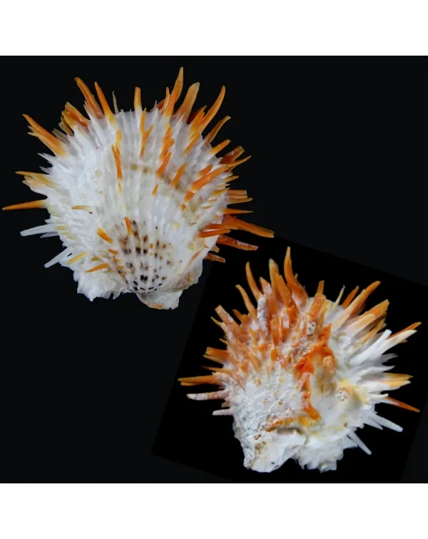 Spondylus Butleri
