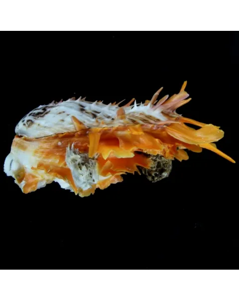 Spondylus Butleri