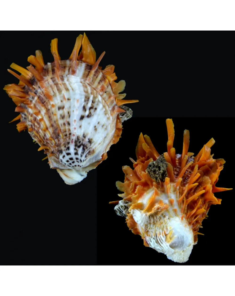 Spondylus Butleri