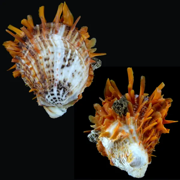 Spondylus Butleri