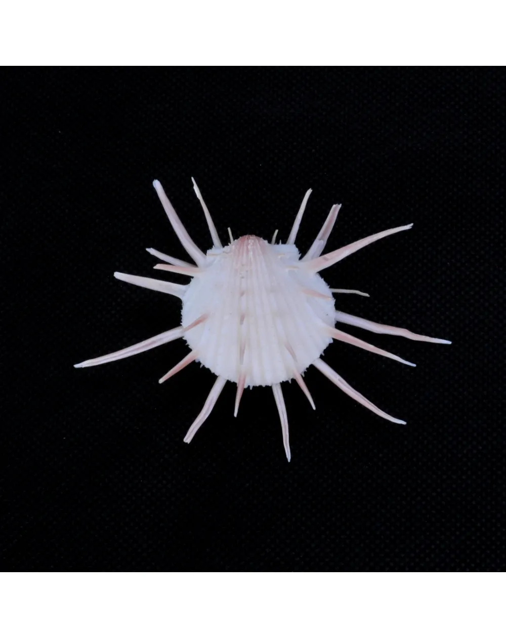 Spondylus Imperialis