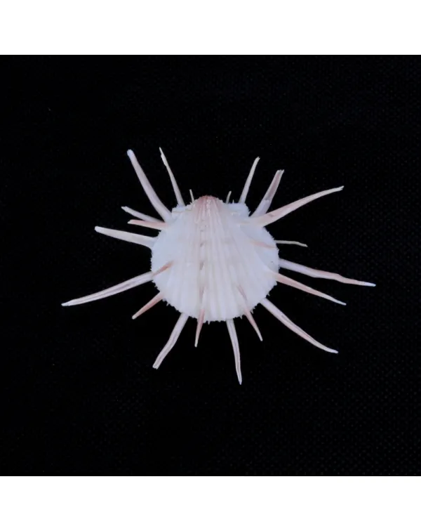 Spondylus Imperialis