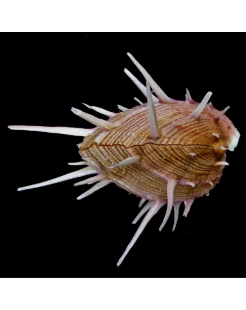 Spondylus Regius