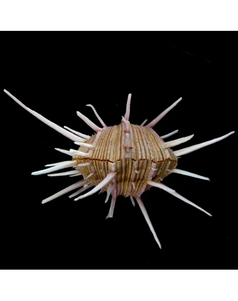 Spondylus Regius