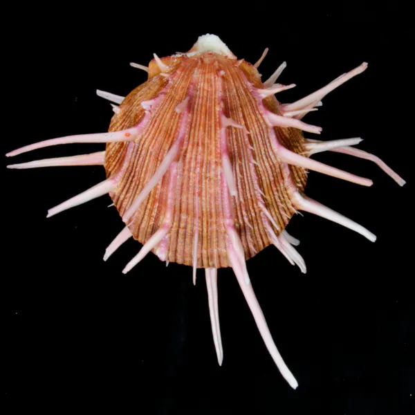Spondylus Regius