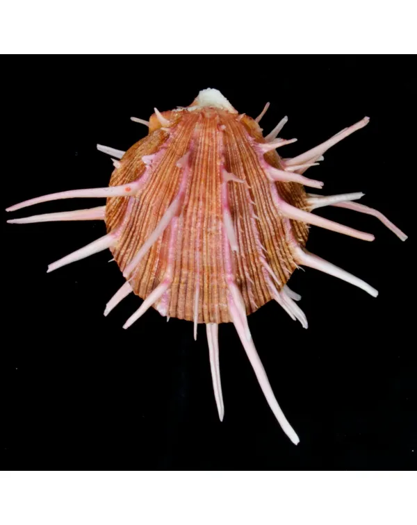 Spondylus Regius