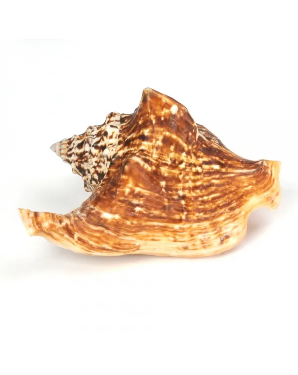 Tricornis Tricornis
