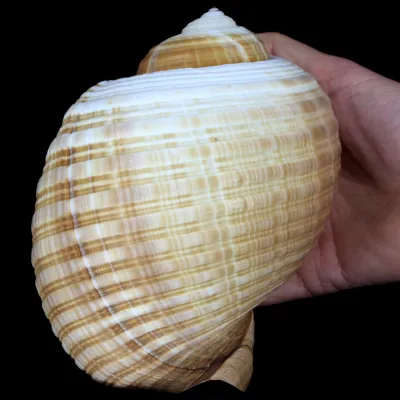 Tonna Canaliculata