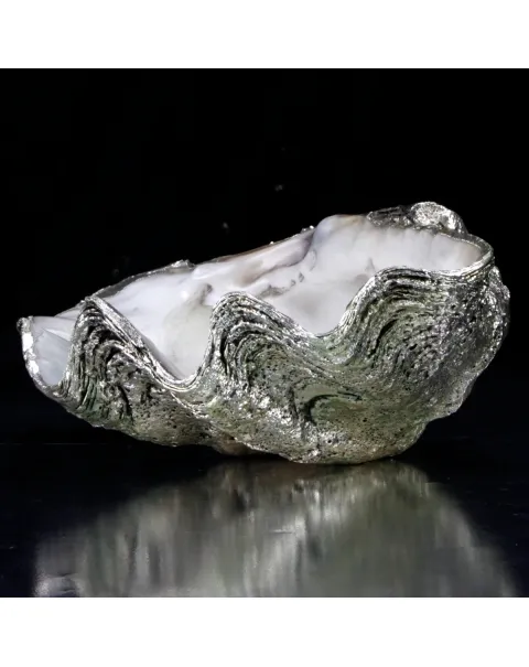 Tridacna Derasa