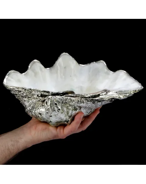 Tridacna Derasa