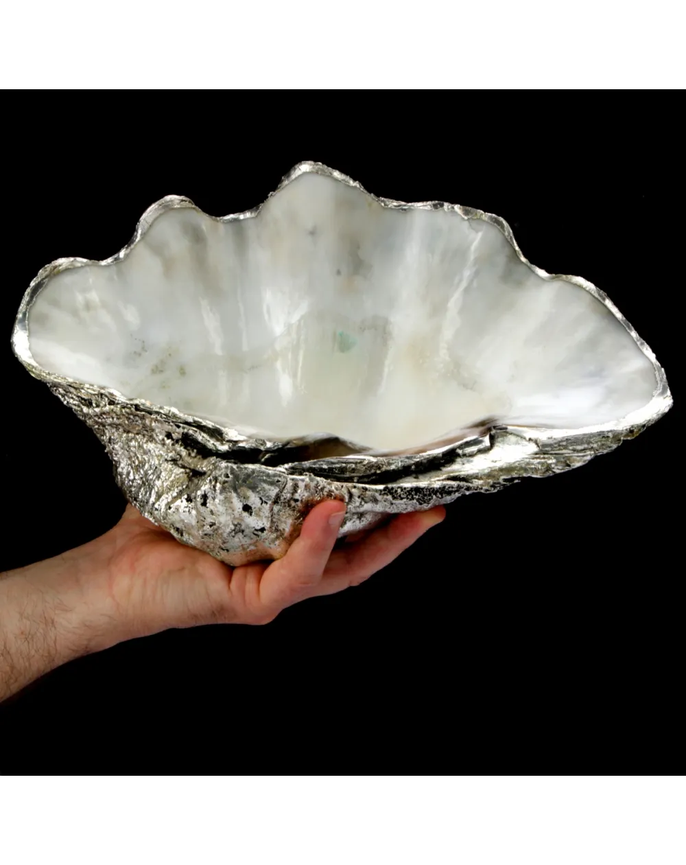 Tridacna Derasa