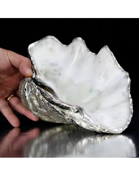 Tridacna Derasa