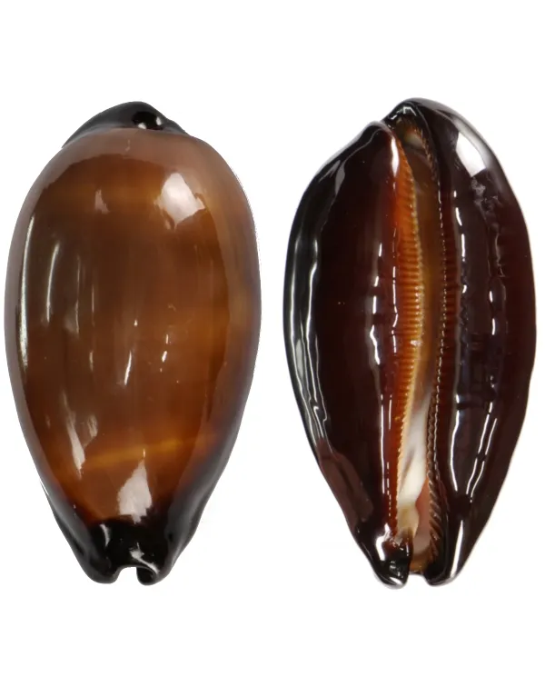 Talparia Exusta