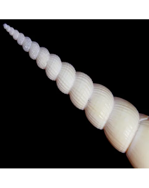 Tibia Fusus