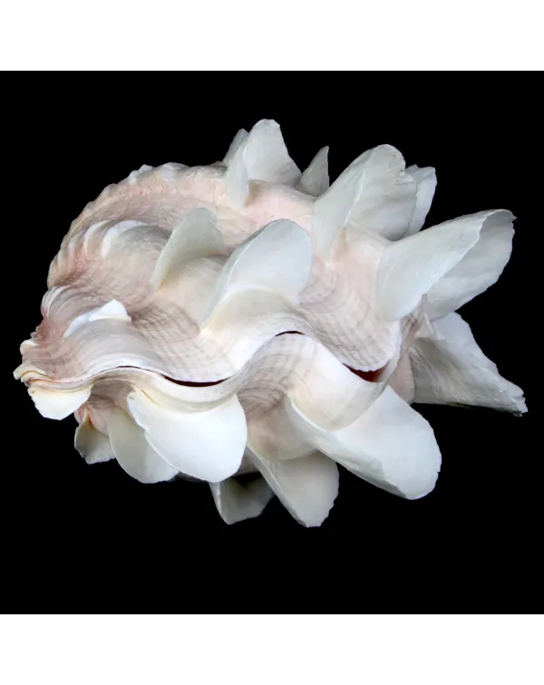 Tridacna Squamosa