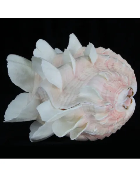 Tridacna Squamosa
