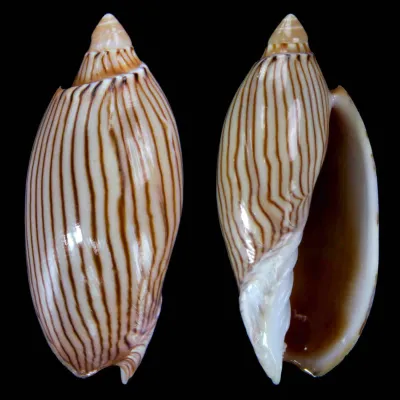Amoria Jamrachii