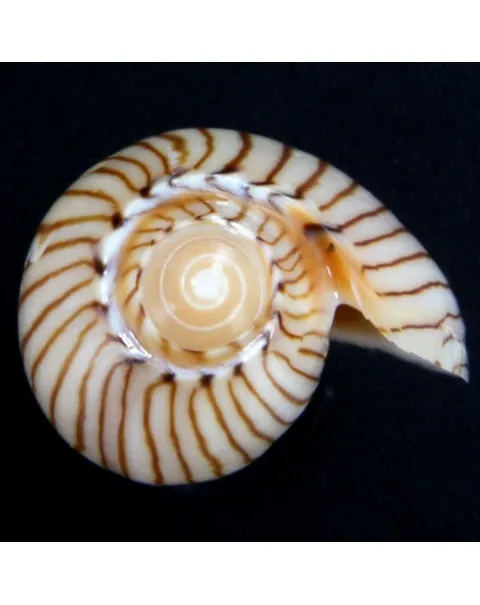 Amoria Jamrachii