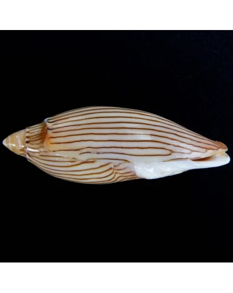 Amoria Jamrachii