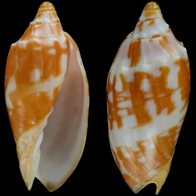 Voluta Aulica Orange