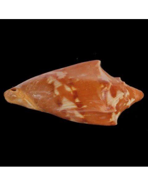 Cymbiola Aulica