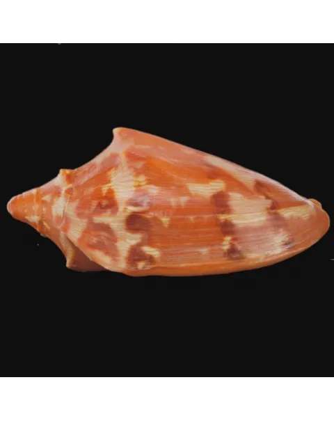 Cymbiola Aulica