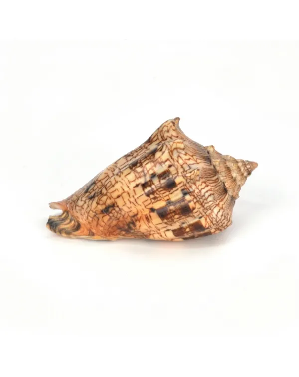 Voluta Ebraea