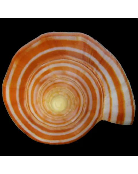 Harpulina arausiaca