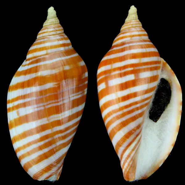 Harpulina arausiaca