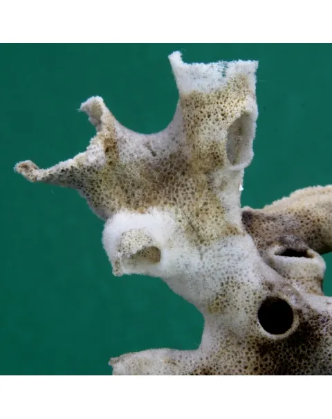Xenophora Pallidula con Corallo