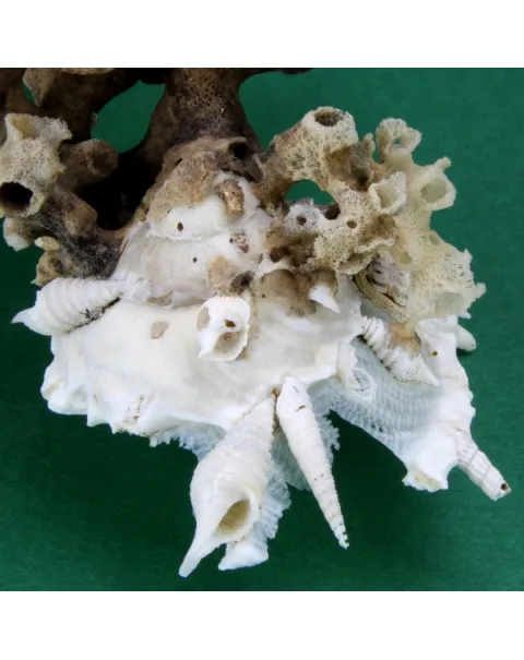 Xenophora Pallidula con Corallo