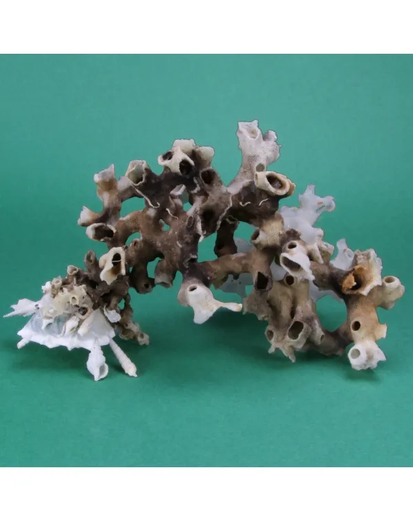 Xenophora Pallidula con Corallo