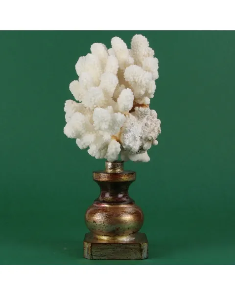 Corallo Bianco Decorativo