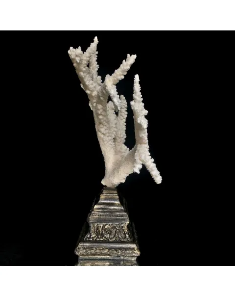 Corallo Bianco Decorativo